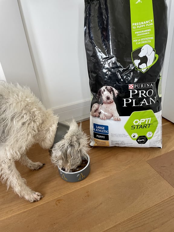 Pro Plan Large Athletic Puppy Healthy Start Dry Dog Food Chicken