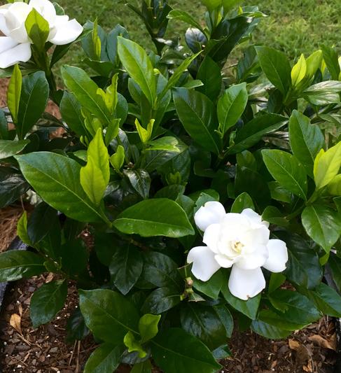 This lovely fragrance reminds me of my fresh gardenias.