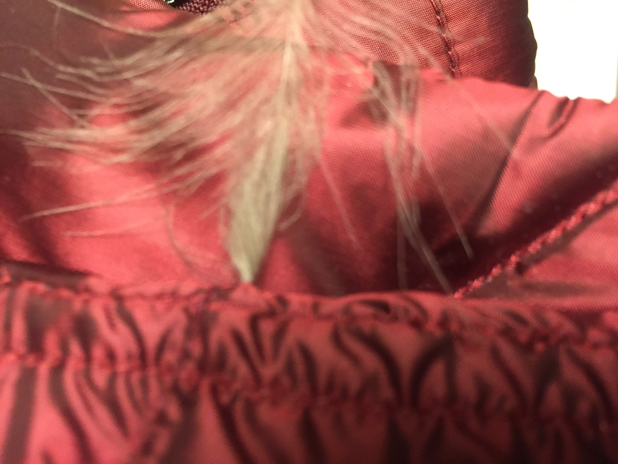 full on big feathers coming out.