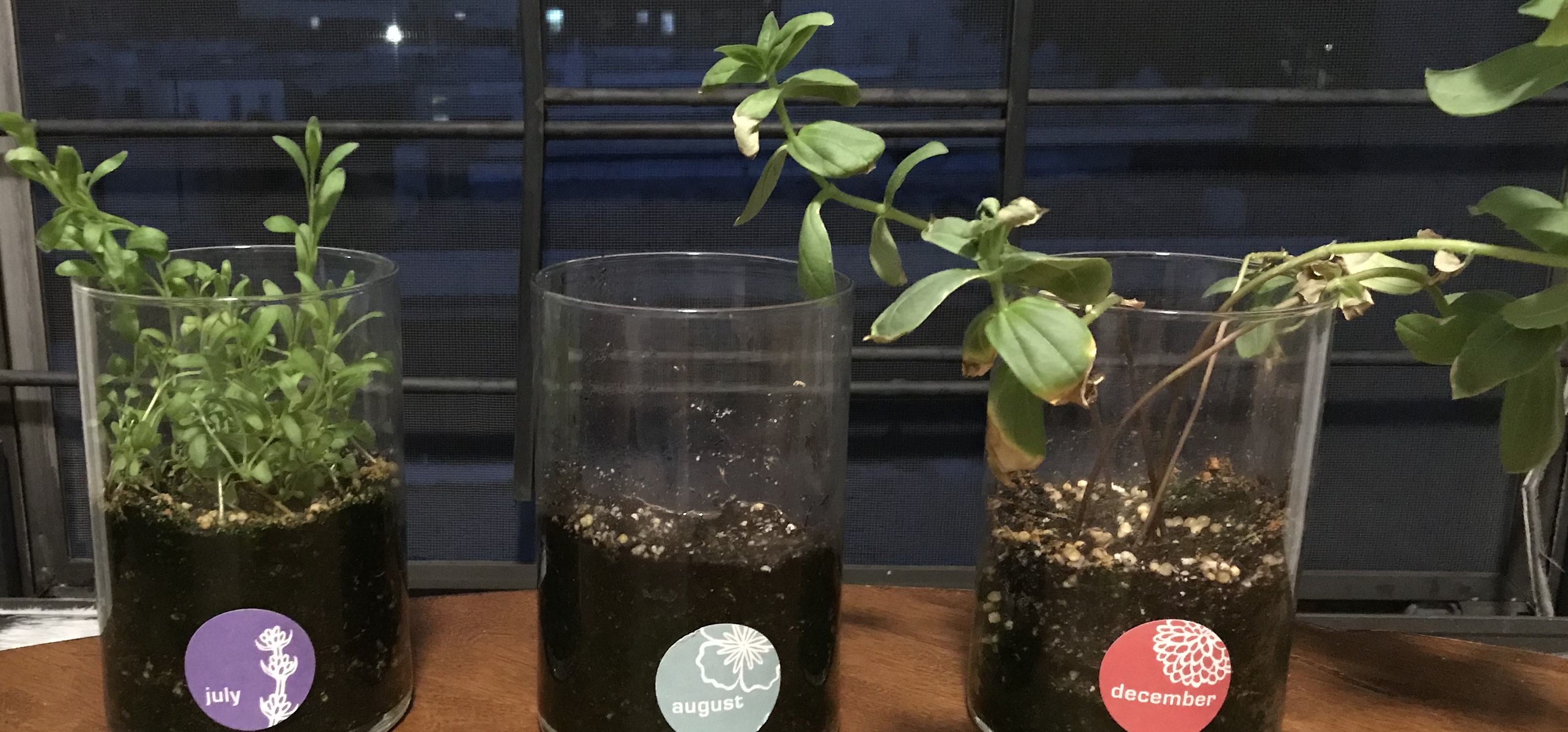 Birth Month Flower Grow Kit Goods