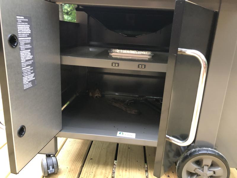 Small red squirrel in the lower right corner