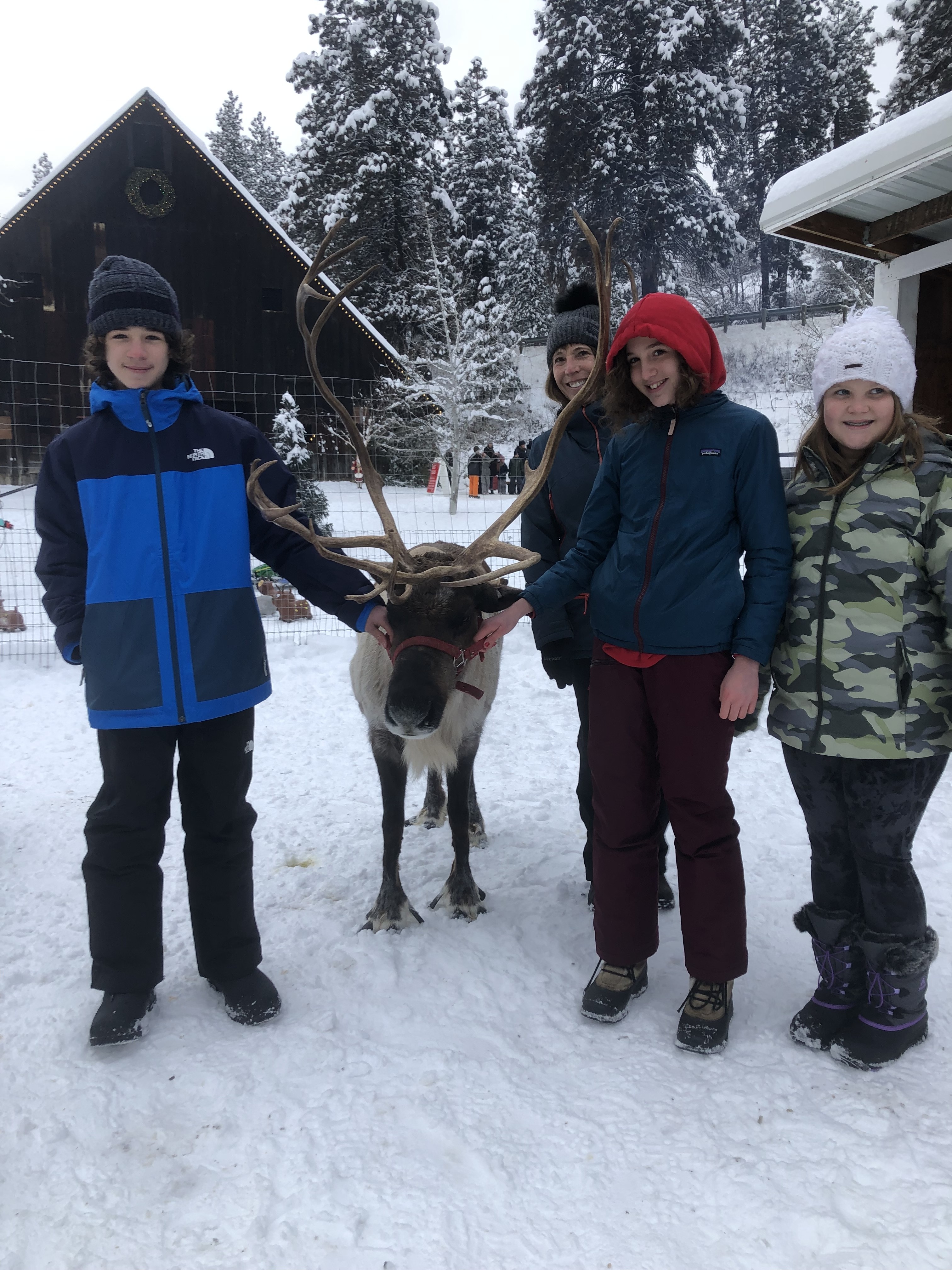 Visiting the Reindeer Farm