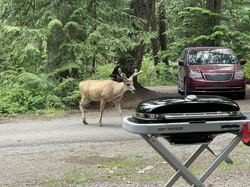 Camping in Glacier NP