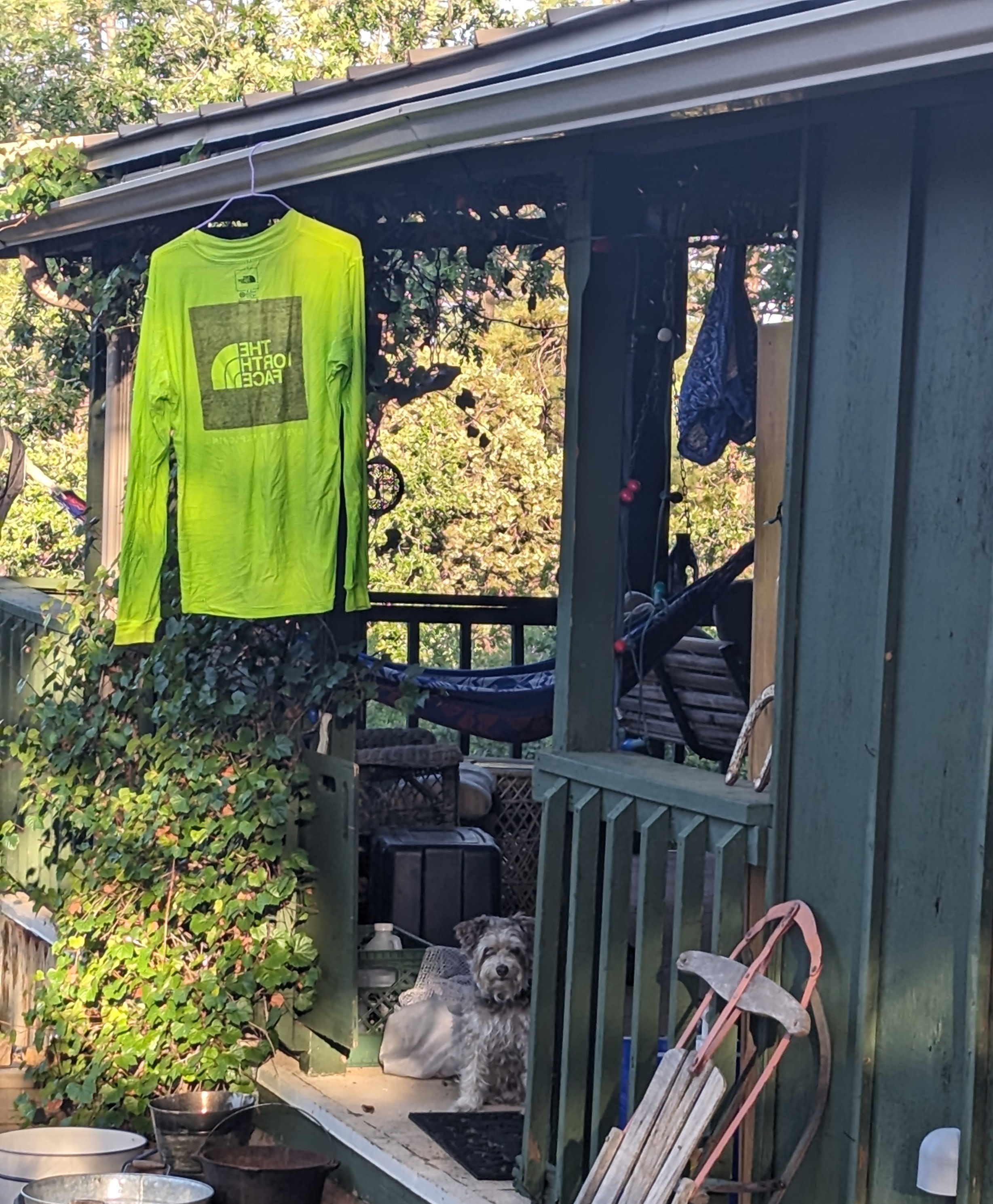 Dog likes North Face