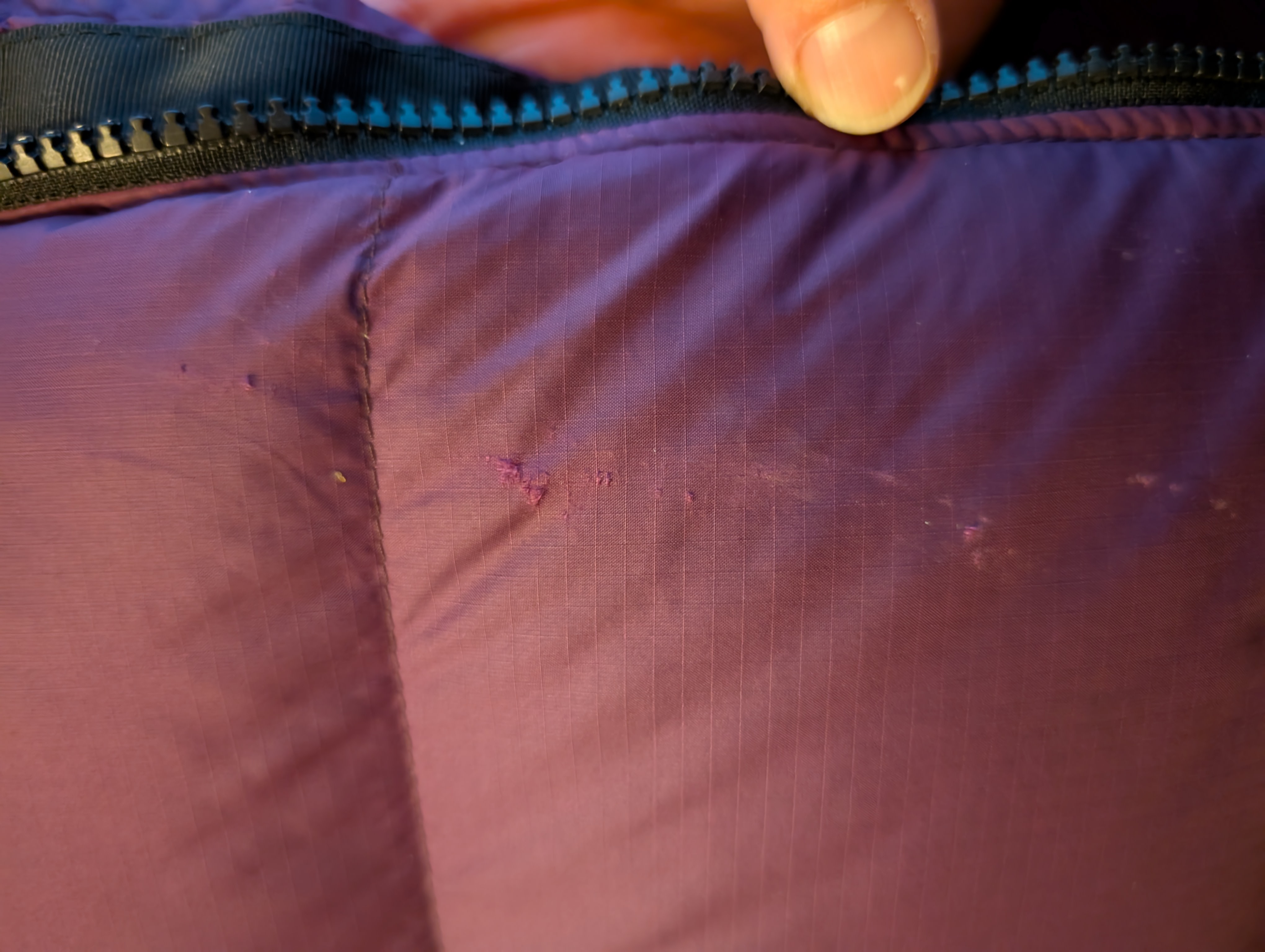 Scratch from a suburban bush