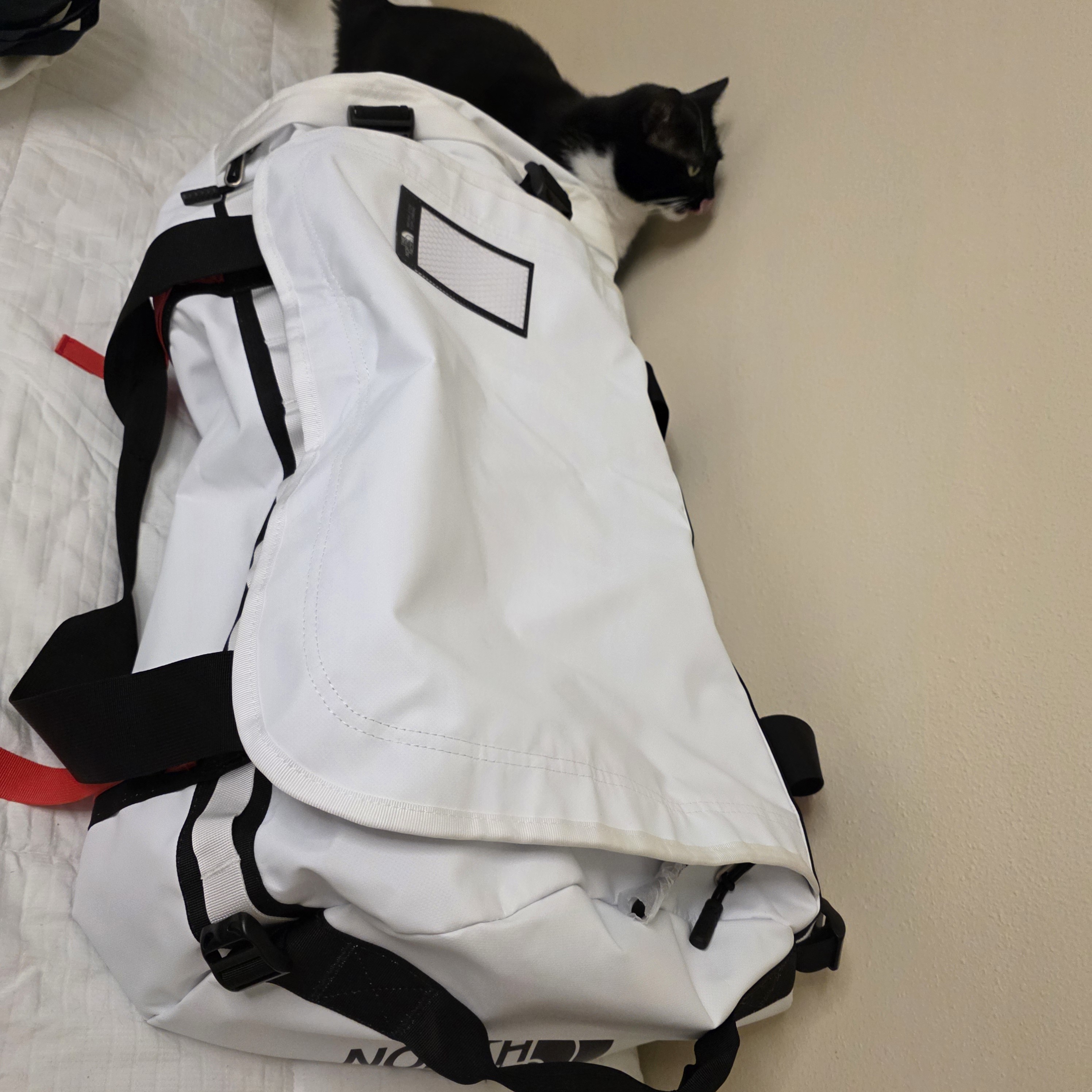 My cat loves this bag