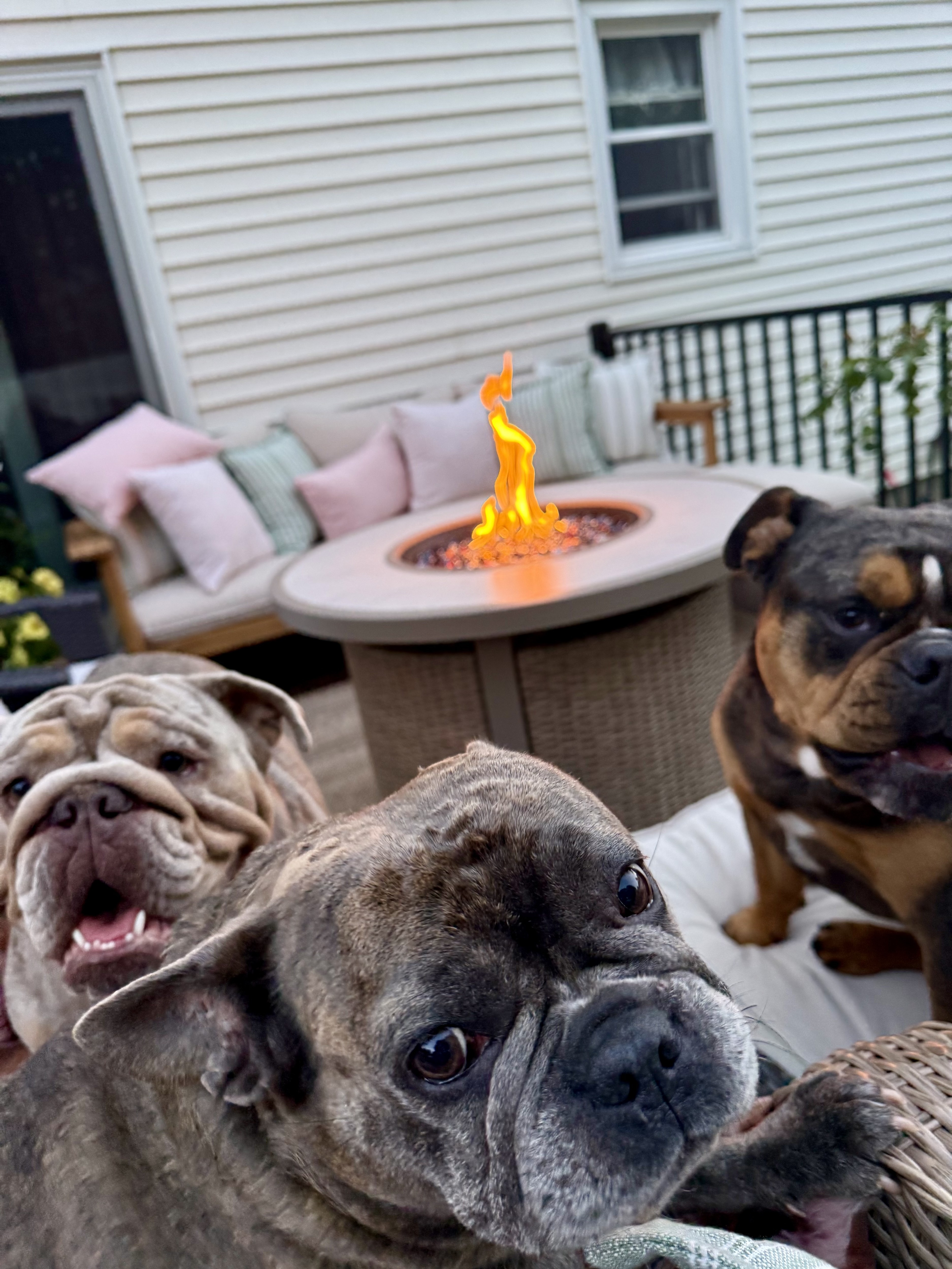 Dog approved