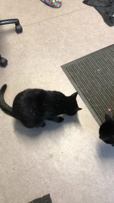 Willows clearance cat products