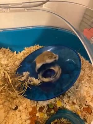 Hamster run pets at home sale