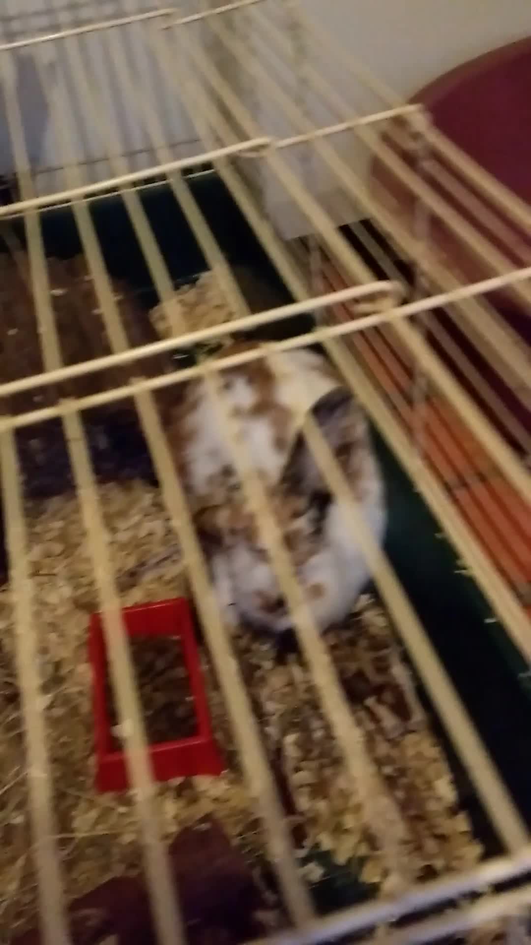 Clover Bunny loves nibbling willow sticks