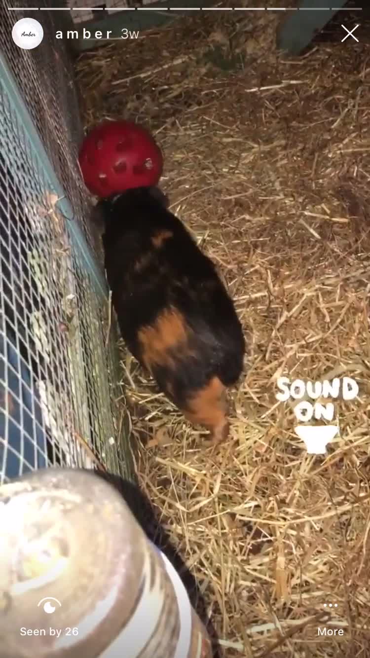 this video was taken a couple weeks ago.