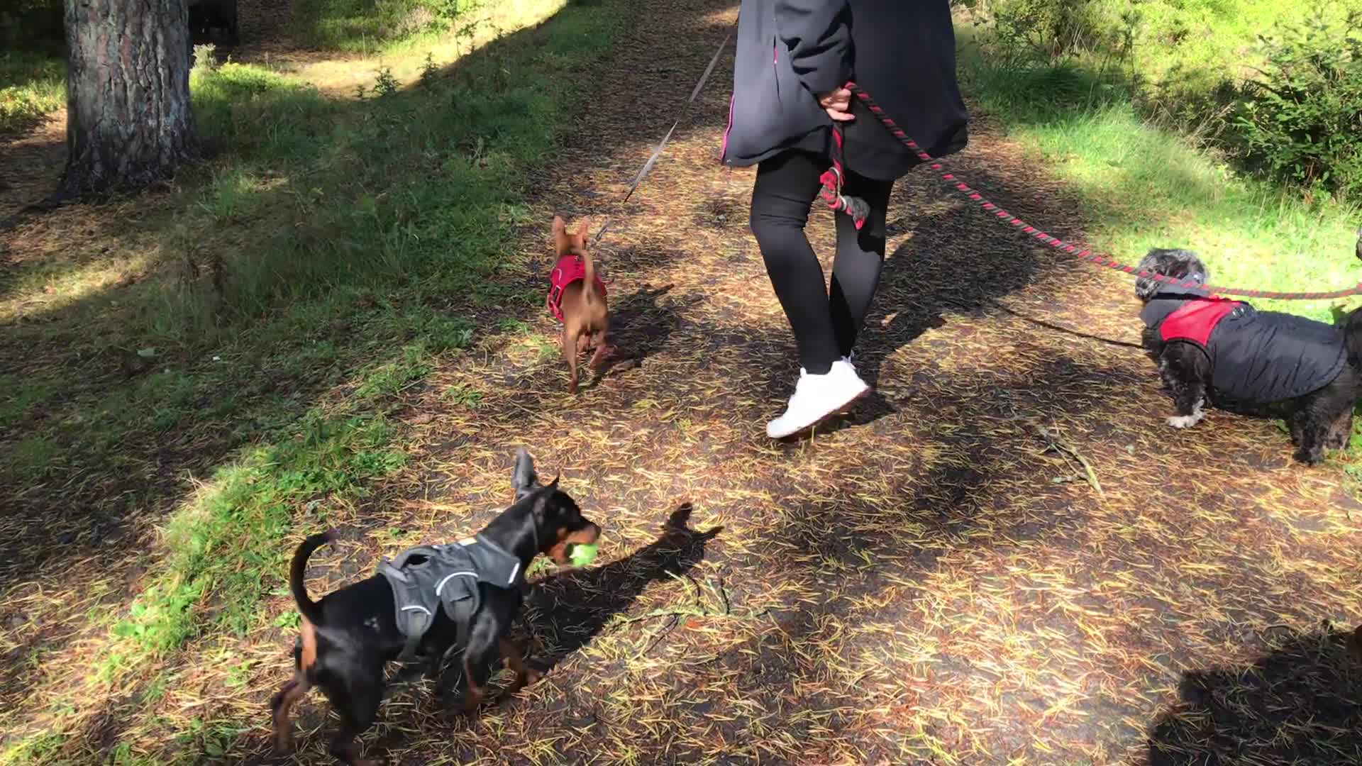 pets at home beta dog food