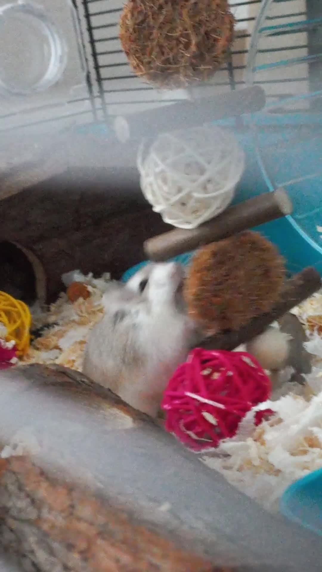 Jerry playing with his new toy