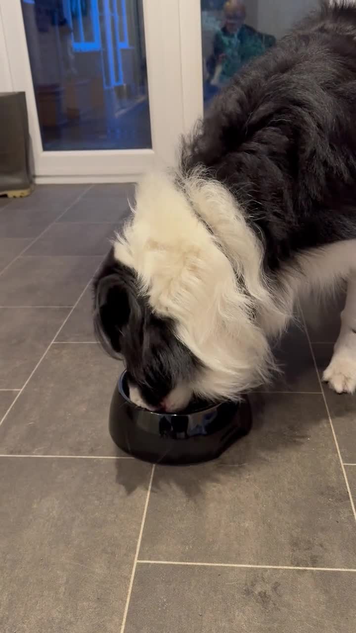 best anti gulp dog bowl