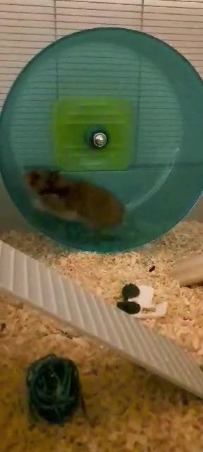 Ruota Per Criceti Savic Rolly Giant - Diametro 27.5cm Con Supporto - Foto 3