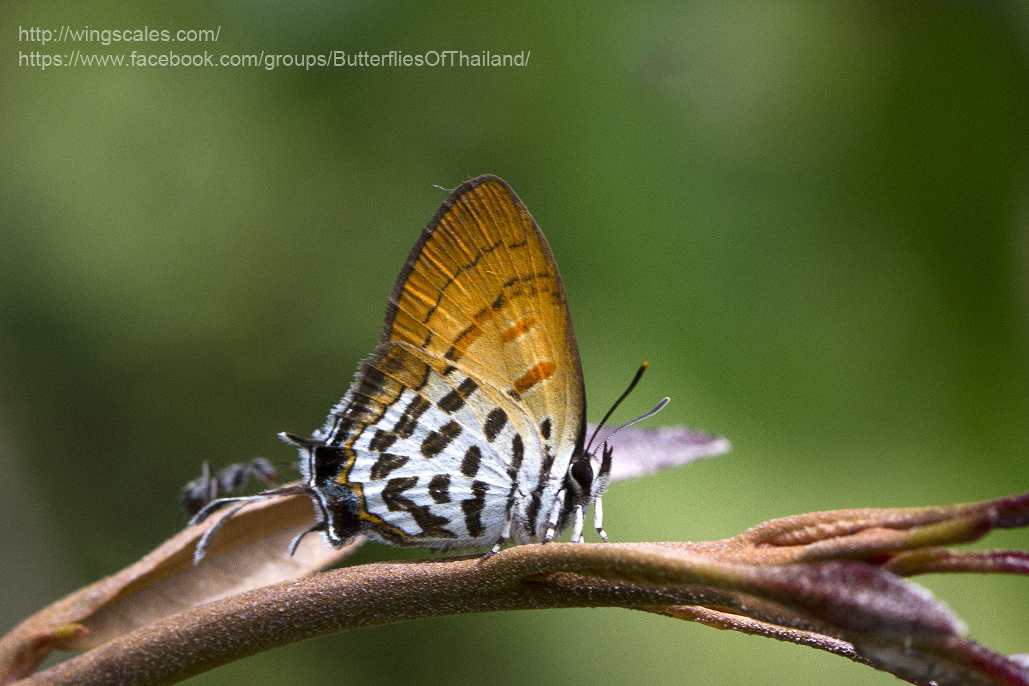 Lycaenidae (วงศ์ผีเสื้อสีน้ำเงิน) page 15