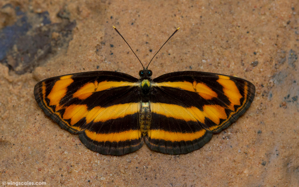 klioba mampiaraka Tuliara Madagaskar