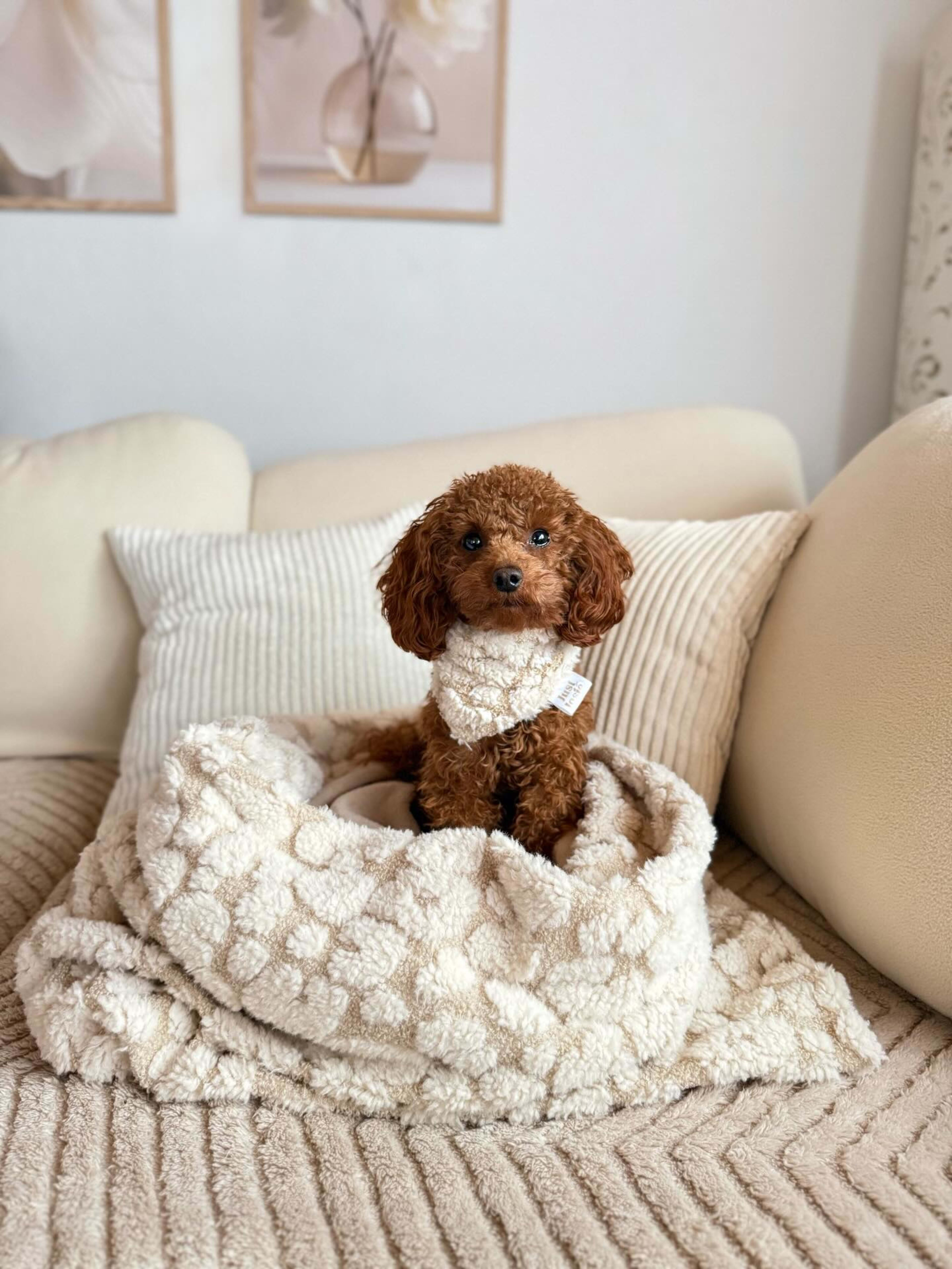 Ellie — Apricot Miniature Poodle — photo 1 of 2