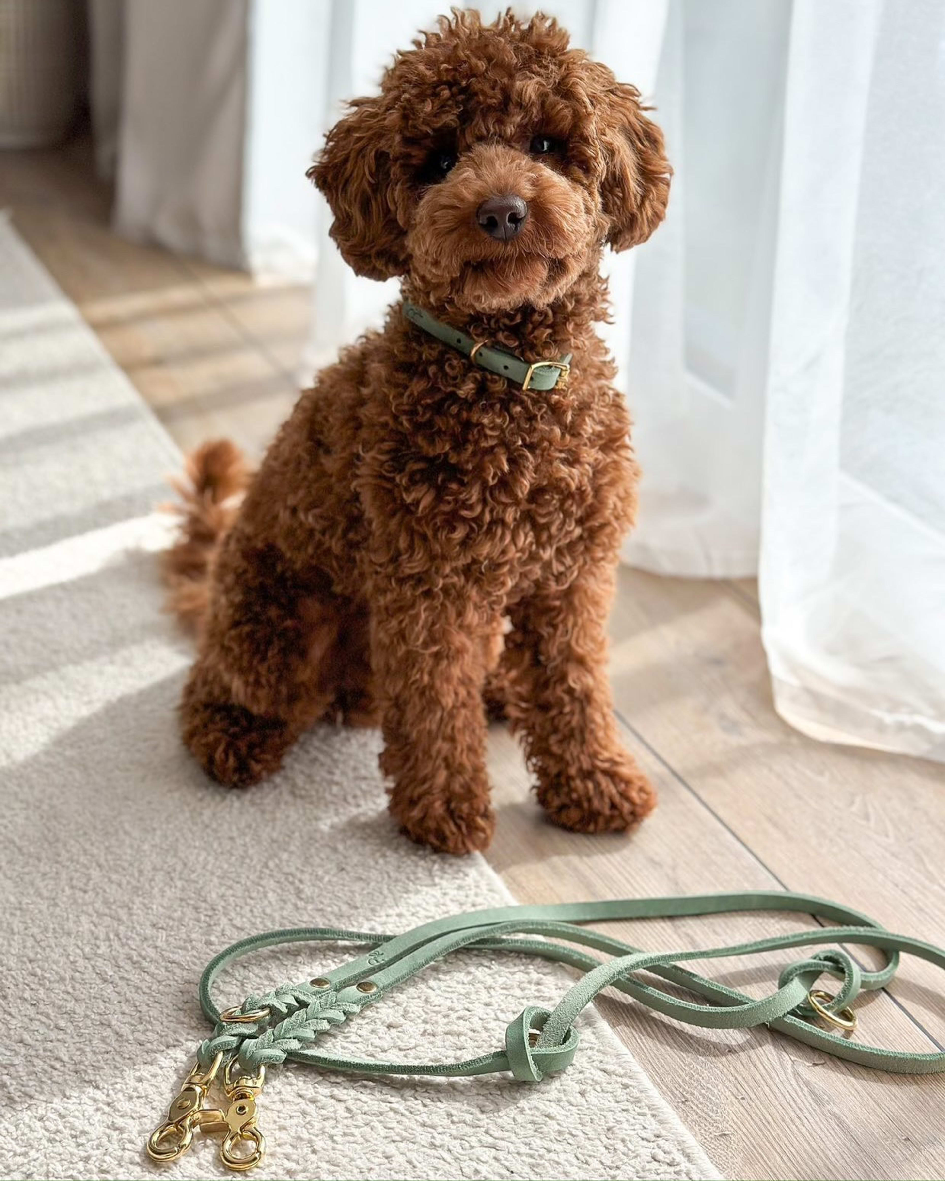 Rudi — Apricot Miniature Poodle — photo 1 of 2