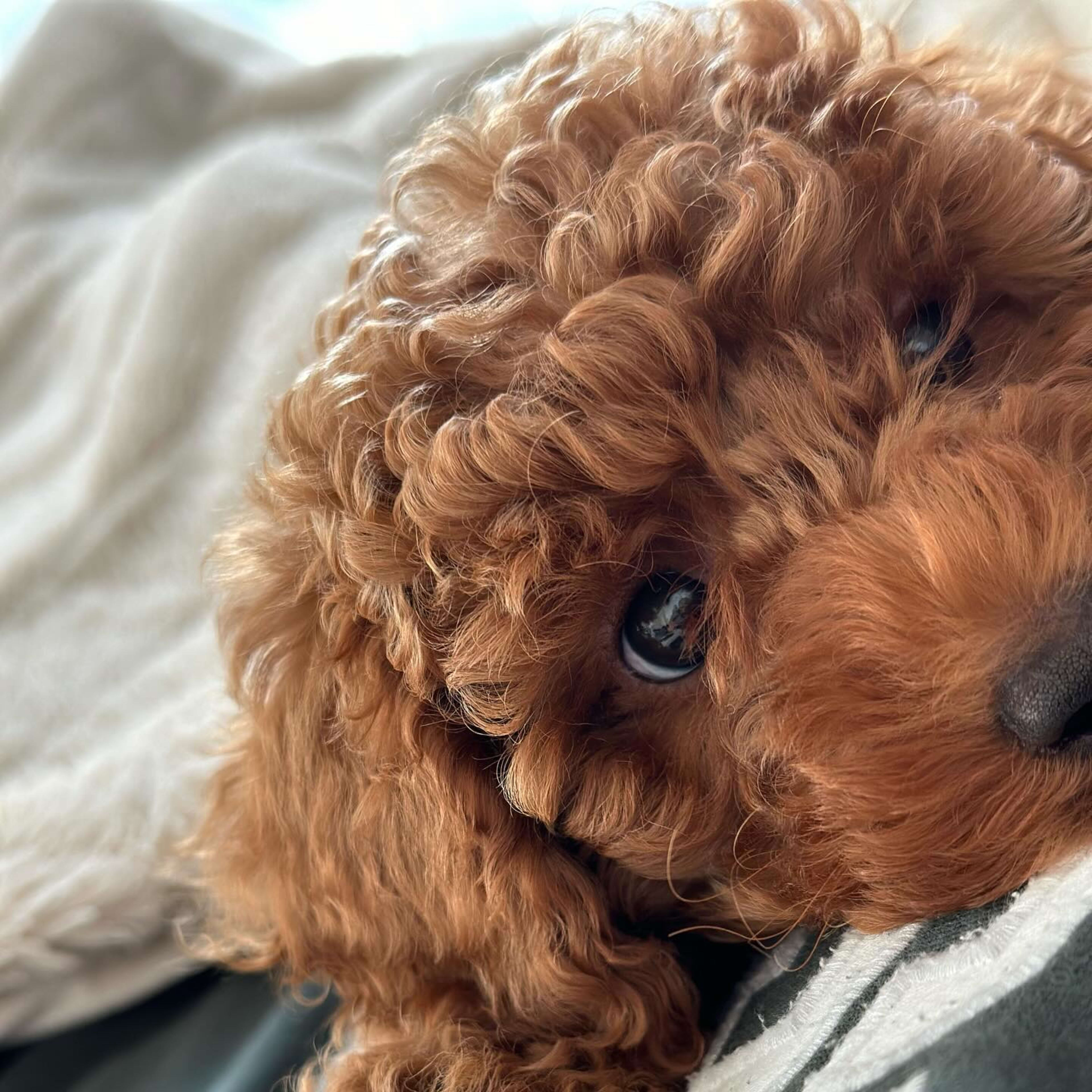 Toffee — Apricot Miniature Poodle — photo 1 of 2