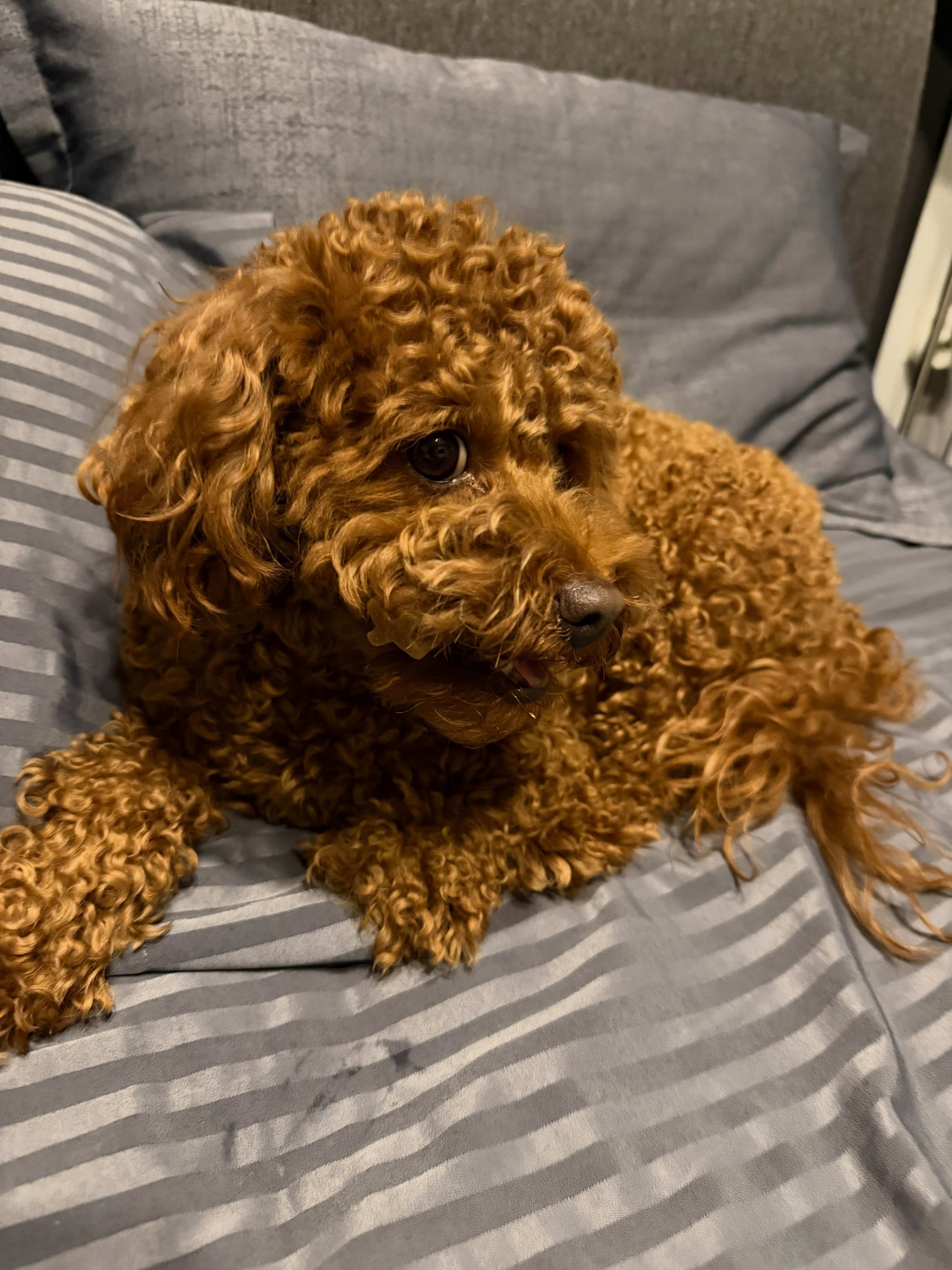 Linda — Apricot Miniature Poodle — photo 1 of 2