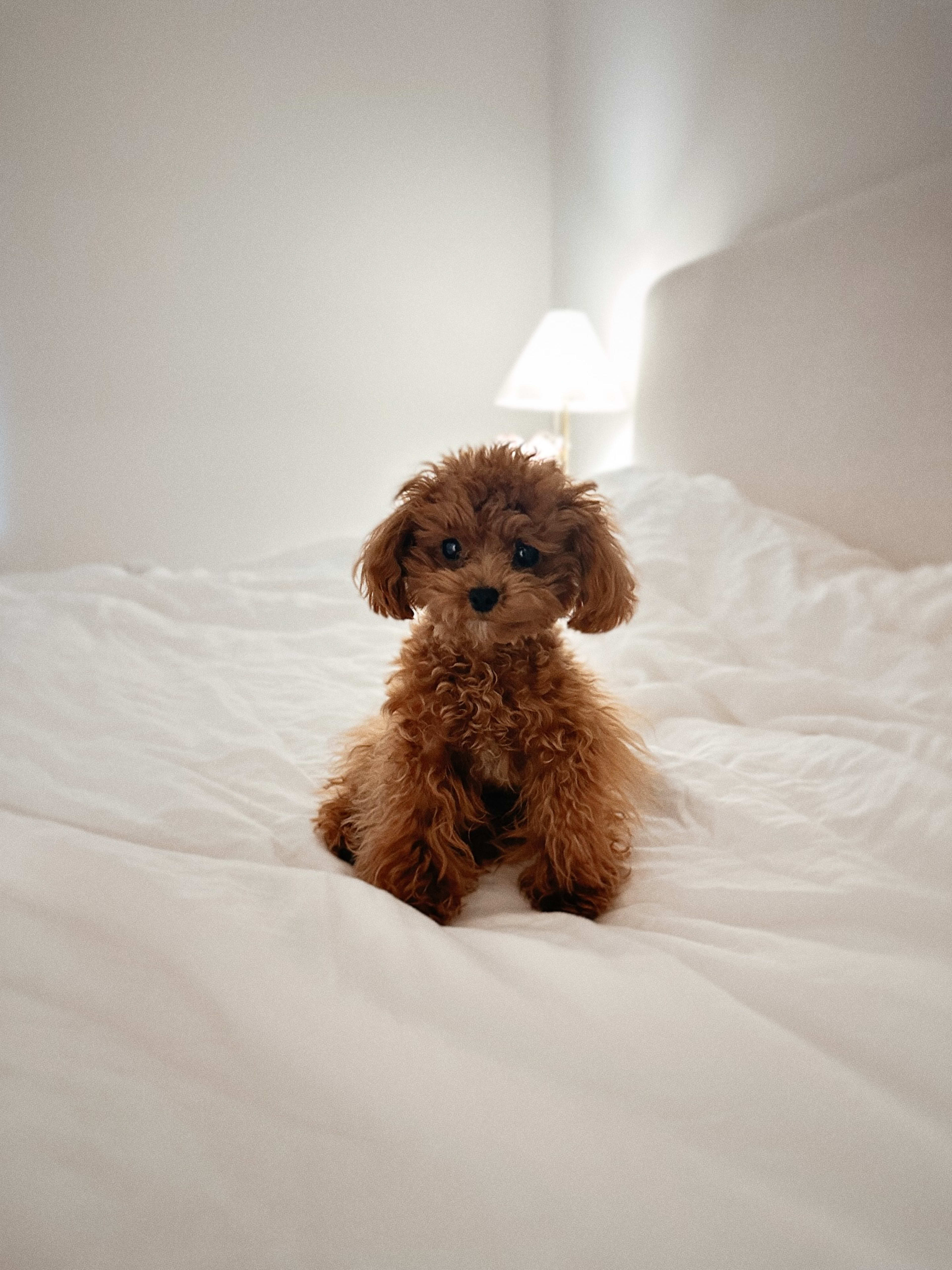 Sunday — Apricot Miniature Poodle — photo 1 of 2