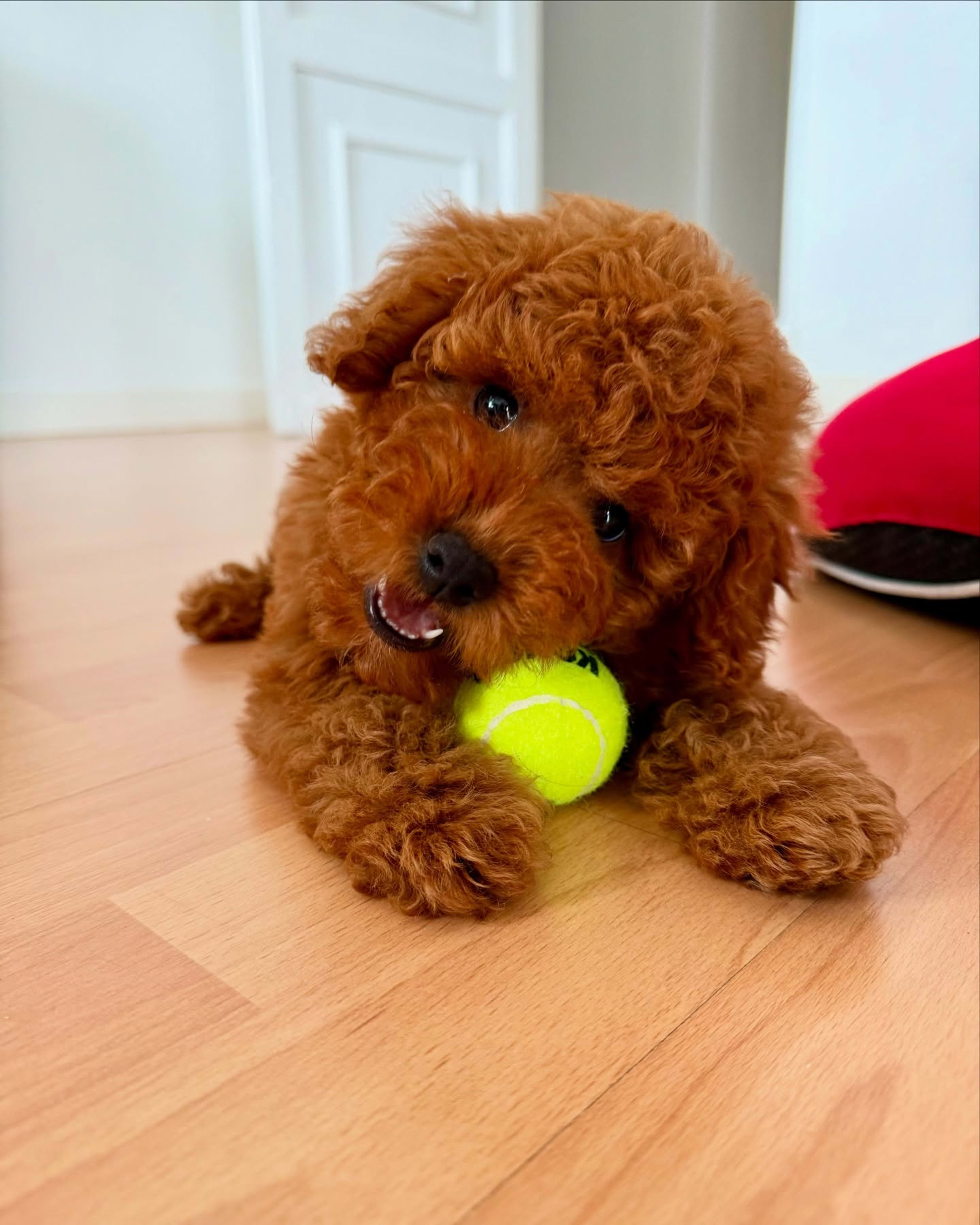 Olive — Apricot Miniature Poodle — photo 1 of 2