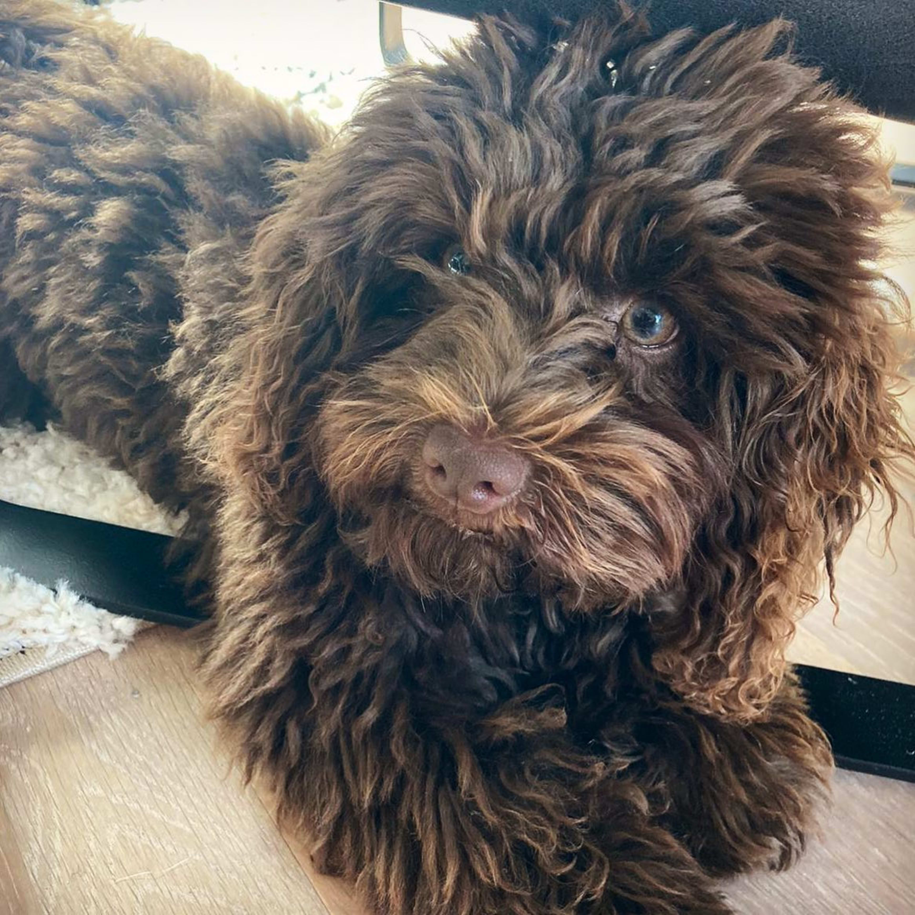 Teddy — Chocolate Miniature Poodle — photo 1 of 2