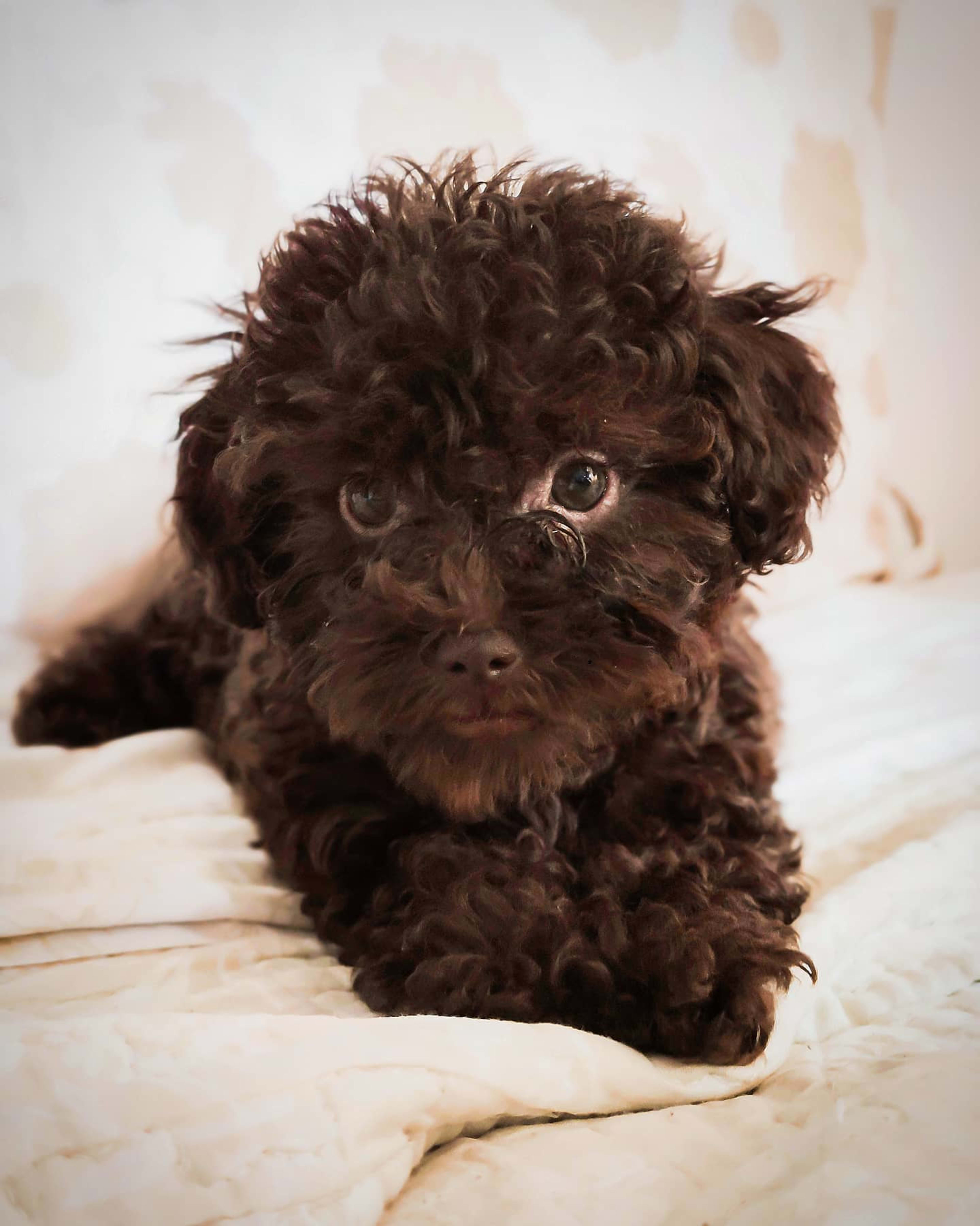 Morocha — Chocolate Miniature Poodle — photo 1 of 2