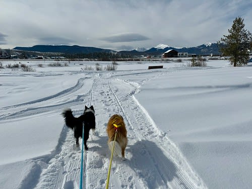 Beautiful views while skijoring for the first time today!