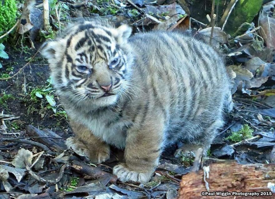An absolute, striped unit