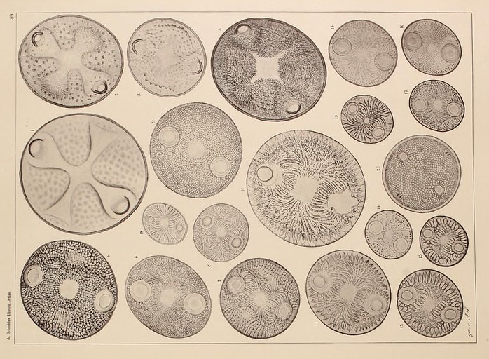 Single celled organisms