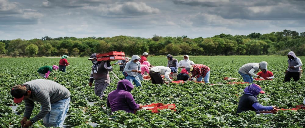 Yield Farming