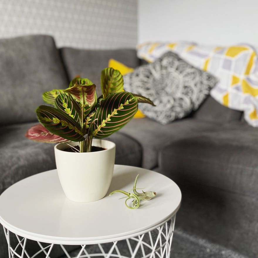 A prayer plant and an air plant sitting on a coffee table