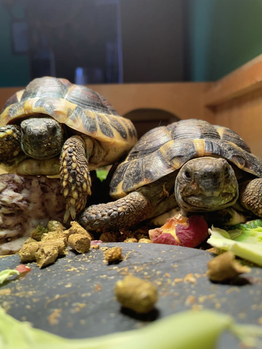 Two tortoises, one sitting on top of the other