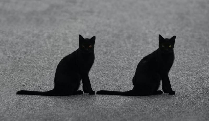 duplicate cats