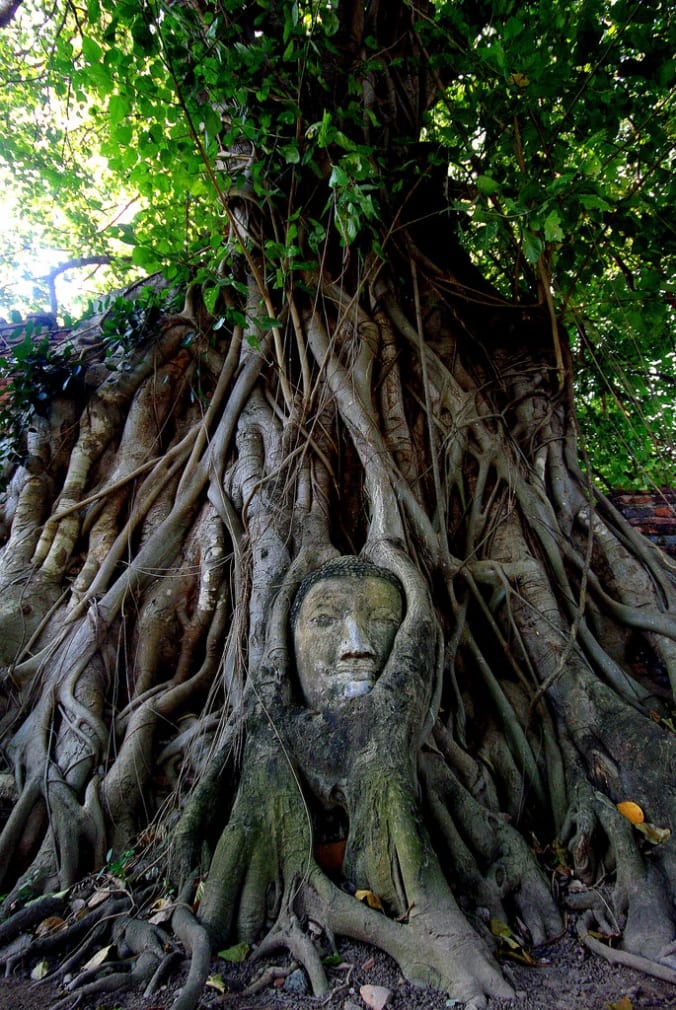 Strangler Fig, Tree