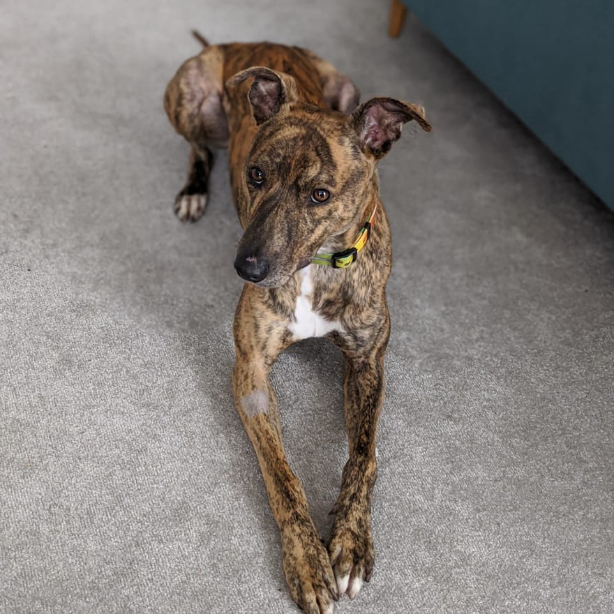 Brindle lurcher puppy clearance
