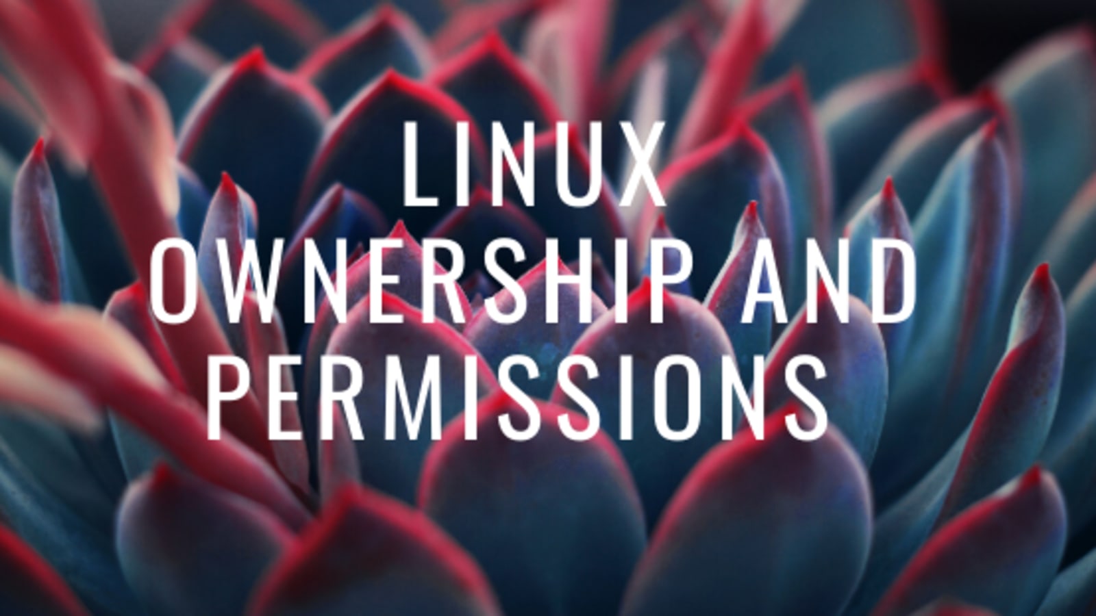 Applying Ownership And Permissions In Linux Dev Community Applying Ownership And Permissions In Linux Dev Community