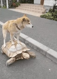 Dog over turtle