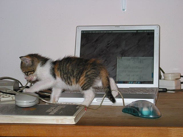 Cat and computer, wikimedia