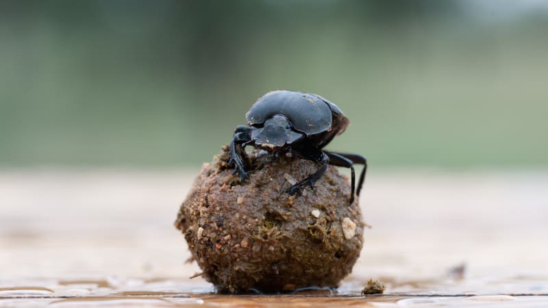 kinf of the heap