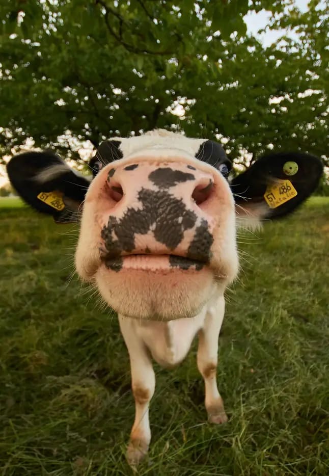 closeup of cow nose sniffing camera