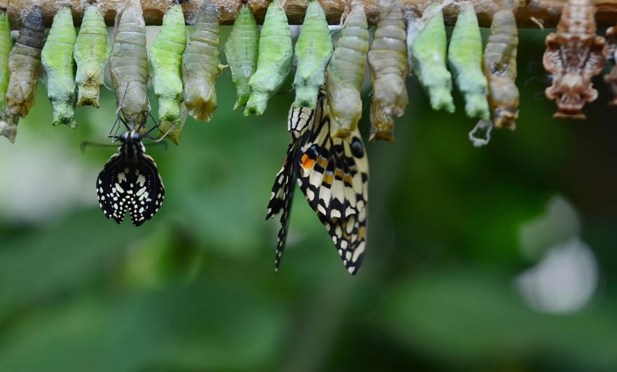 Cocoons
