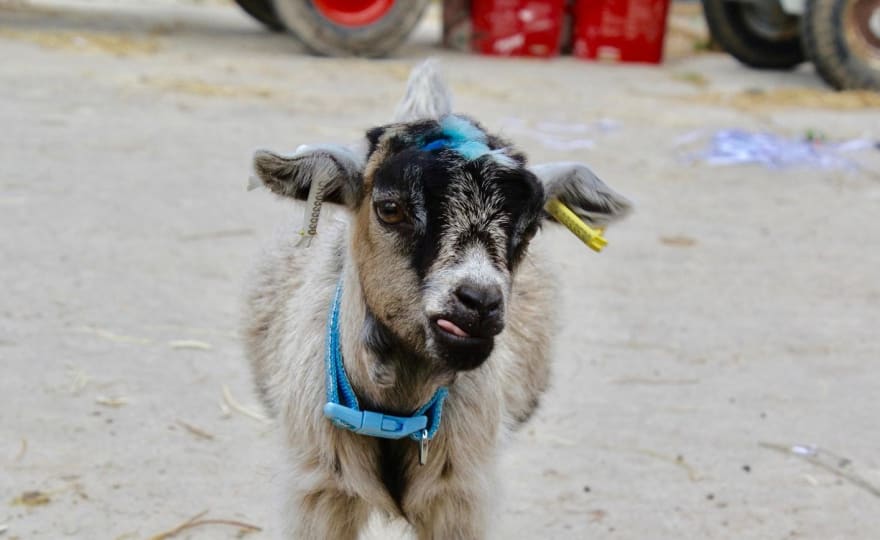 a goat (I couldn't find a relevant picture)