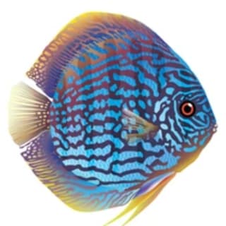 webdiscus profile picture