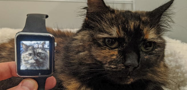 Unimpressed cat with watch