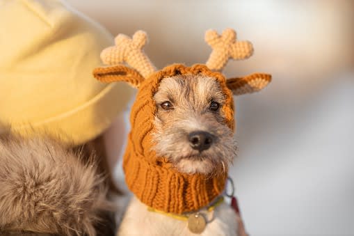 Terrier wearing an orange knitted hat and scarf combo with some built-in antlers