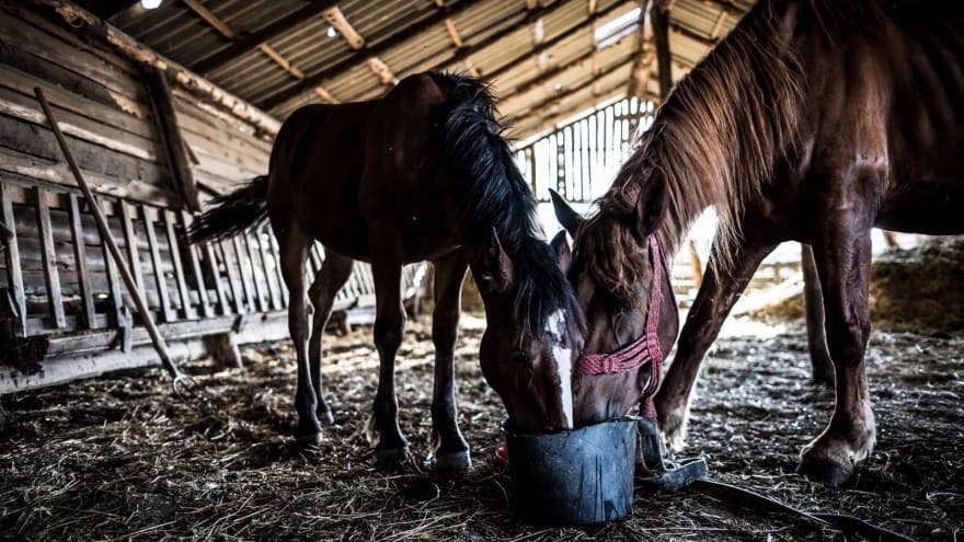 Horses