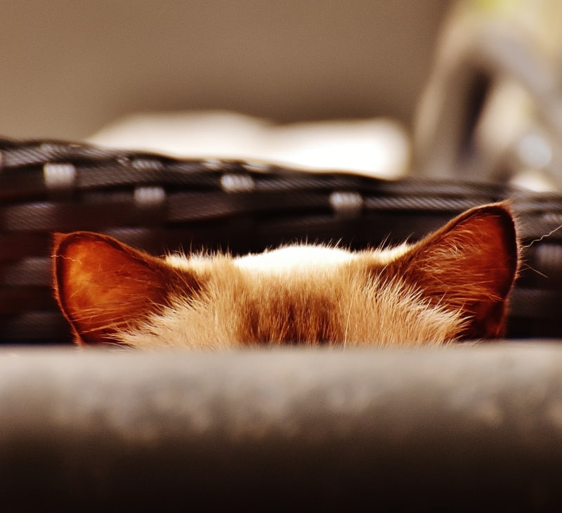 ![Alt Text]A white kitten with brown stripes on its forehead has it's ears and the top of its head showing through a woven reed basket